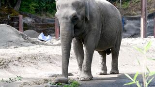 the senior elephant celebrates every year with a delicious vegan pie