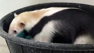 Gonzo is our 7-year-old, male tamandua. Tamanduas are excellent climbers,
