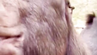 Funny goat 2
