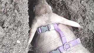 Tilli is digging National Aardvark Week! At the Zoo, our 17-year-old aardvark has multiple areas to dig around in.