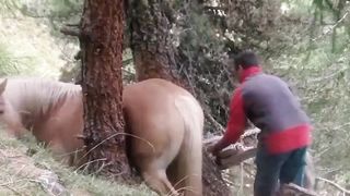 A horse ???? stuck on tree ????