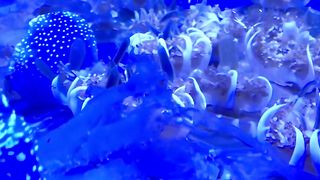 There are new upside-down jellies on display at the Jelly Gallery