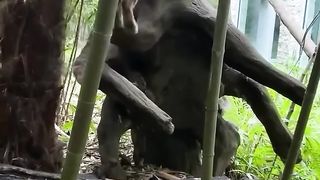 Exciting moment to see our most elusive clouded leopard