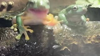 Magnificent tree frogs enjoying a nice mist shower! ????