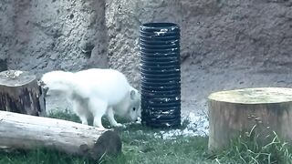 Watch as adorable and fluffy Sven, our rescued Arctic fox, interacts with one of his enrichments today.