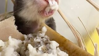 Chow time with mole rats Gratin and Crinkle! They love their organic rice cereal.