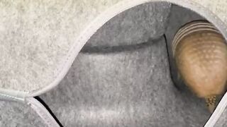 Vespa the armadillo is on the go and loving her new enrichment item!