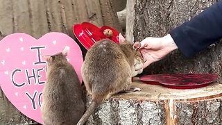 Our African giant pouched rats are stuffing those adorable cheeks full of Valentine treats!