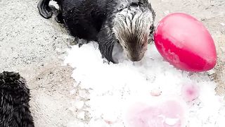 Otterly adorable little heartbreakers! ???? Happy #ValentinesDay! ❤️