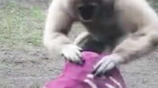 I’m gibbon you my heart this Valentine's Day!