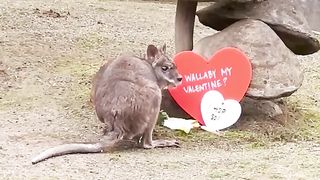 Wallaby our Valentine? We hope so! ❤️