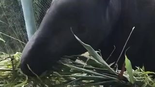 Adorable! ???? Female tapir Yuna felt the love today with a giant bamboo enrichment in the shape of a heart