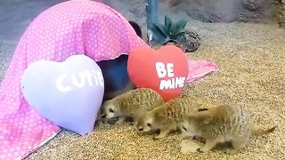 Our meerkat mob is diggin' their Love at the Zoo Valentine's enrichment -