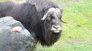 We musk ox, will you be our Valentine? ????