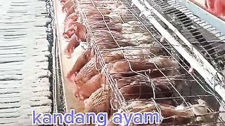 Ternak Ayam 2
