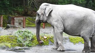 Our senior elephant Suki is one in a melon! ????????