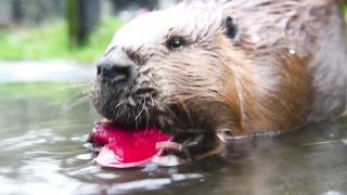 Feel the Love at the Zoo! ???? Watch animals enjoy special Valentine enrichments all weekend long.