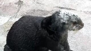 Meet our sea otters, Moea, Libby, and Clara!