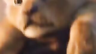 Lion attitude video.