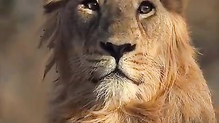 Lion attitude video. 2