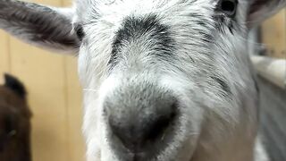 Quality time with the goat herd! ????