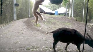 Watch as gibbon brothers Aries and Orion become interested in their new
