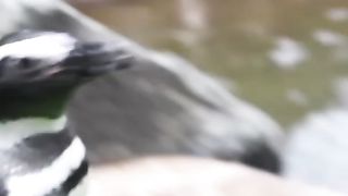 Happy #PenguinAwarenessDay! ???? Join keeper Noelle as she feeds our Magellanic penguin waddle.