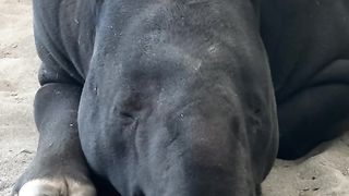 Sleepy boy! ???? Malayan tapir Baku uses his long, flexible nose for grabbing leaves