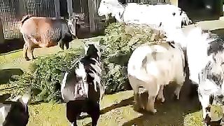 The goat herd also received an extra Christmas tree for enrichment!