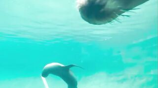 Underwater ballet with rescued sea lions Boomer and Eloise.