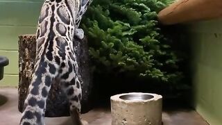 Rakhan the clouded leopard is having so much fun playing with an extra Christmas tree for enrichment! ????