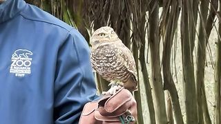 Pebbles the burrowing owl keeps her head on a swivel. ????