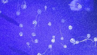 These small transparent animals are named for the eight rows of comb plates -made of cilia- that run the length of their bodies