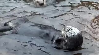 Sea otters are very social – and ours are no exception! Moea.