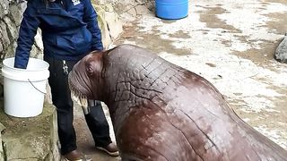 Our amazing animal care teams work closely with all of our animals every single day