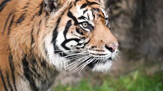 There’s a new tiger in Tacoma! We are excited to announce the arrival of our newest resident