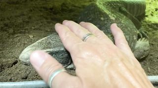 Sleepy snuggles with Clyde our rescued Savannah monitor lizard.