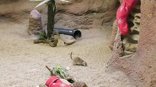 Watch as our adorable mob of meerkats spread holiday