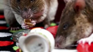 Watch as our adorable HeroRATs Celine and MonaLisa stuff their cheeks while enjoying tiny