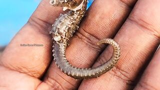 Woww,,,.sea horse!!!