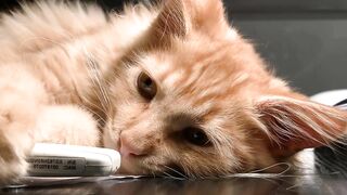 Cute CATS sleep