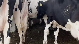 Watch nili ravi buffalo for sale in Punjab Pakistan