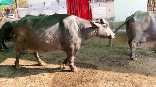 Watch nili ravi buffalo for sale in Punjab Pakistan 2