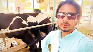 Watch nili ravi buffalo for sale in Punjab Pakistan on YouTube channel