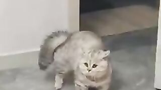 Funny cats video 2