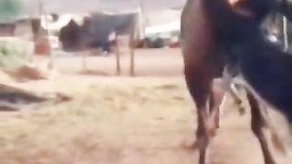 Donkey fight with Camel