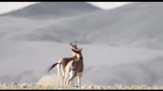 donkey 2