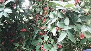Panen jambu
