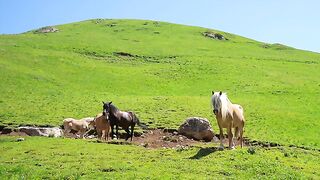 _BEAUTIFUL HORSES_ANIMALS LOVER