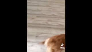 Try Not To Laugh With These Funny Pets ???????? 2